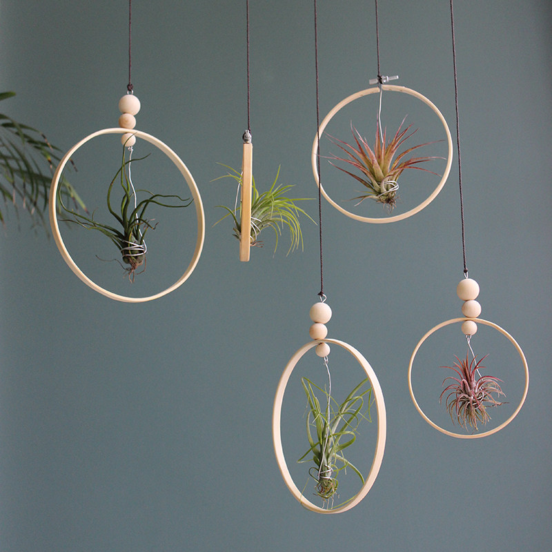 哇！这么美的植物吊饰空凤风铃