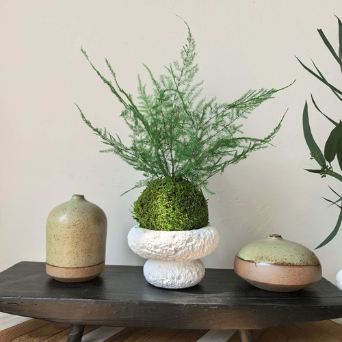 永生苔藓苔玉蕨类盆景桌面摆件