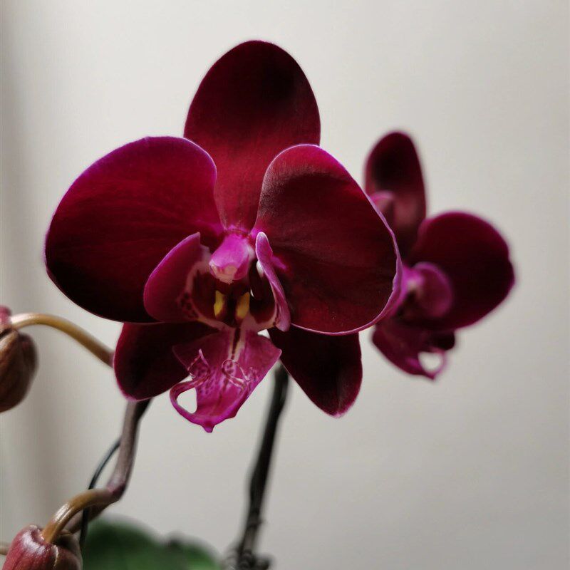 冬季送保温牛记黑脸蝴蝶兰2.8寸杯抽梗苗带花剑花卉包对版