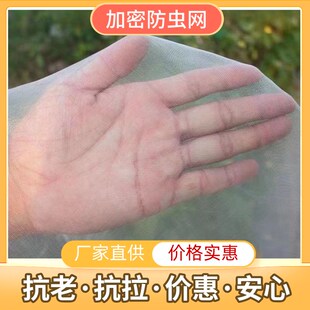 种菜防虫网种菜 农用防虫网农用蔬菜防虫网大棚地种菜专用网 纱网