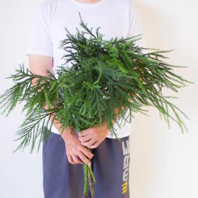 柳杉鲜切天竺少女鲜花云南直发花束鲜切花插花室内水培绿植松枝