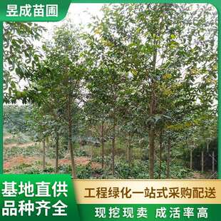 乐昌含笑基地直供绿化乔木市政园林景观苗木地径8-10公分乐昌含笑