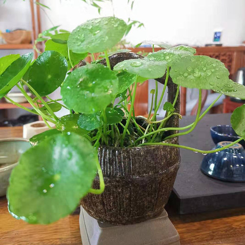 黑色绿植小号无孔古典水培花盆铜钱草花器陶瓷水桶盆家居装饰摆件