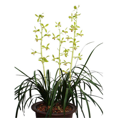 带花苞!特壮蕙兰 浓香梅瓣 老八种之首  大一品 易芽易花