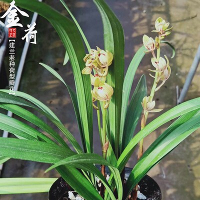 建兰老种金荷夏秋带花苞四季兰浓香喜阴室内花卉好养易活花苗绿植