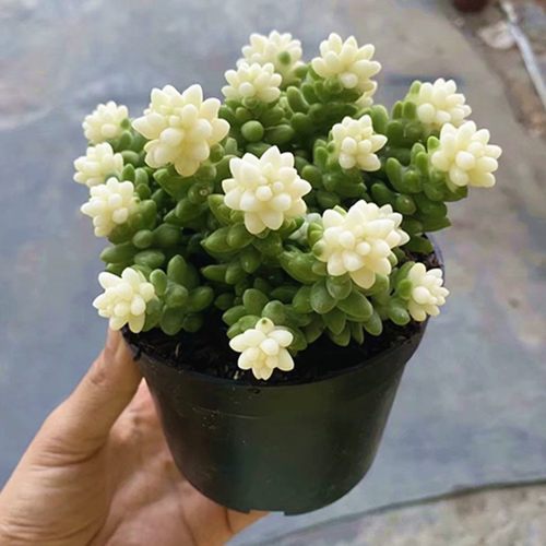 彩色玉坠锦多肉植物稀有品种大颗好养高档室内花防辐射盆栽绿植花