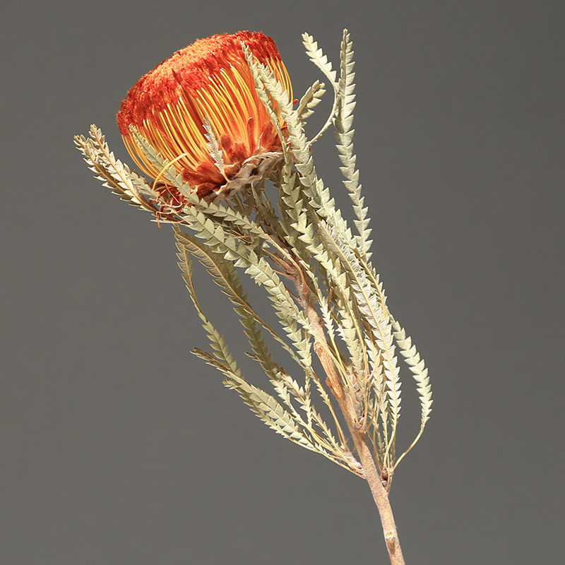 天然真花干花班克木永生花风干客厅样板间花瓶插花装饰花摄影道具