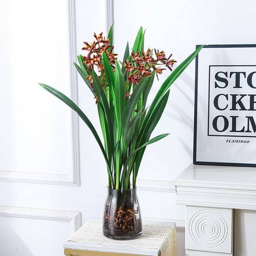 水培植物兰花墨兰企黑墨兰盆栽室内客厅好养文心兰蝴蝶兰耐寒绿植