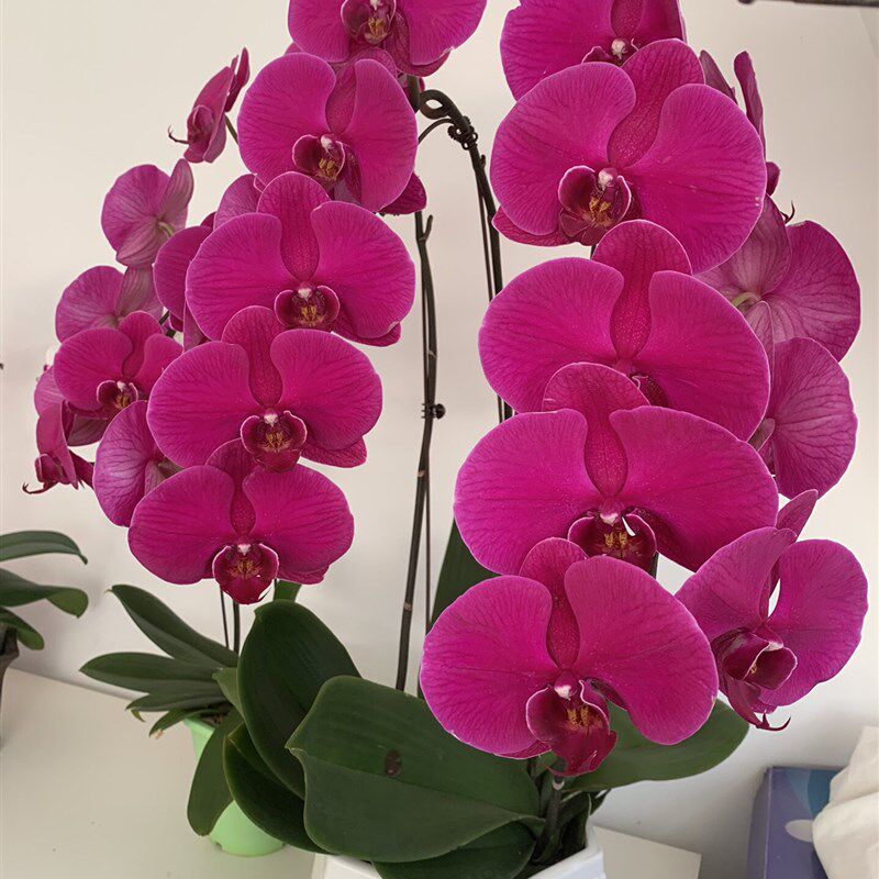 冬季送保温大辣椒蝴蝶兰花卉苗3.5寸杯带花剑年宵花包对版