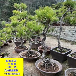 红花继子罗汉松黑松赤楠紫薇杜鹃栀玉花金木满堂构骨雀梅景观绿植