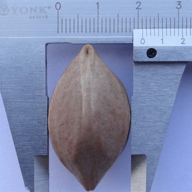 橄榄核原料特大超大陈年老油核乌榄单籽精品核雕四花大核编号5601