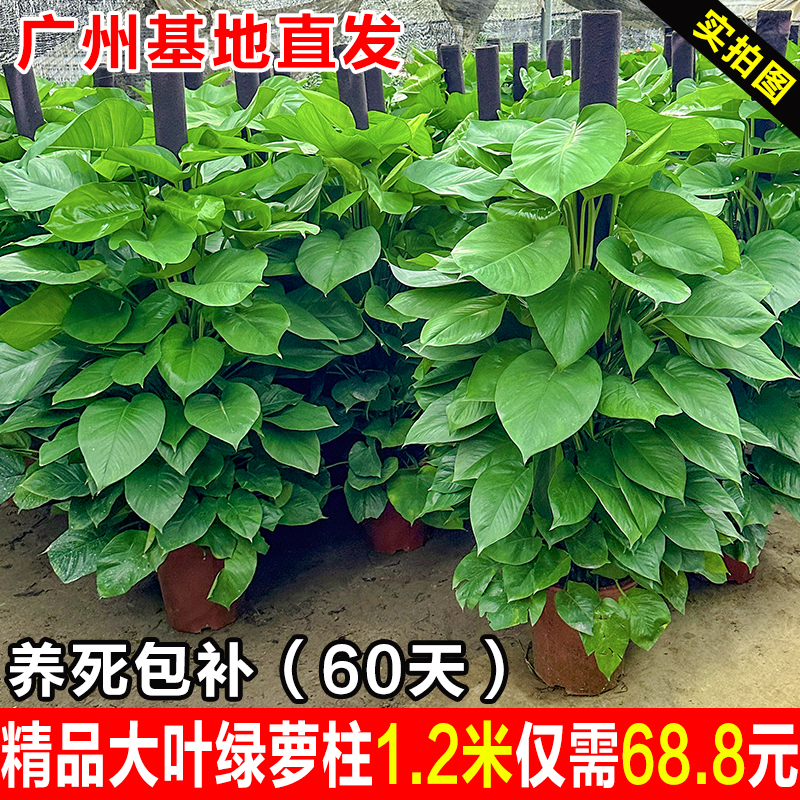 大叶绿萝柱客厅绿植室内大型绿箩盆栽办公室净化空气开业送礼盆景