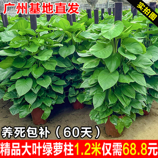 大叶绿萝柱客厅绿植室内大型绿箩盆栽办公室净化空气开业送礼盆景