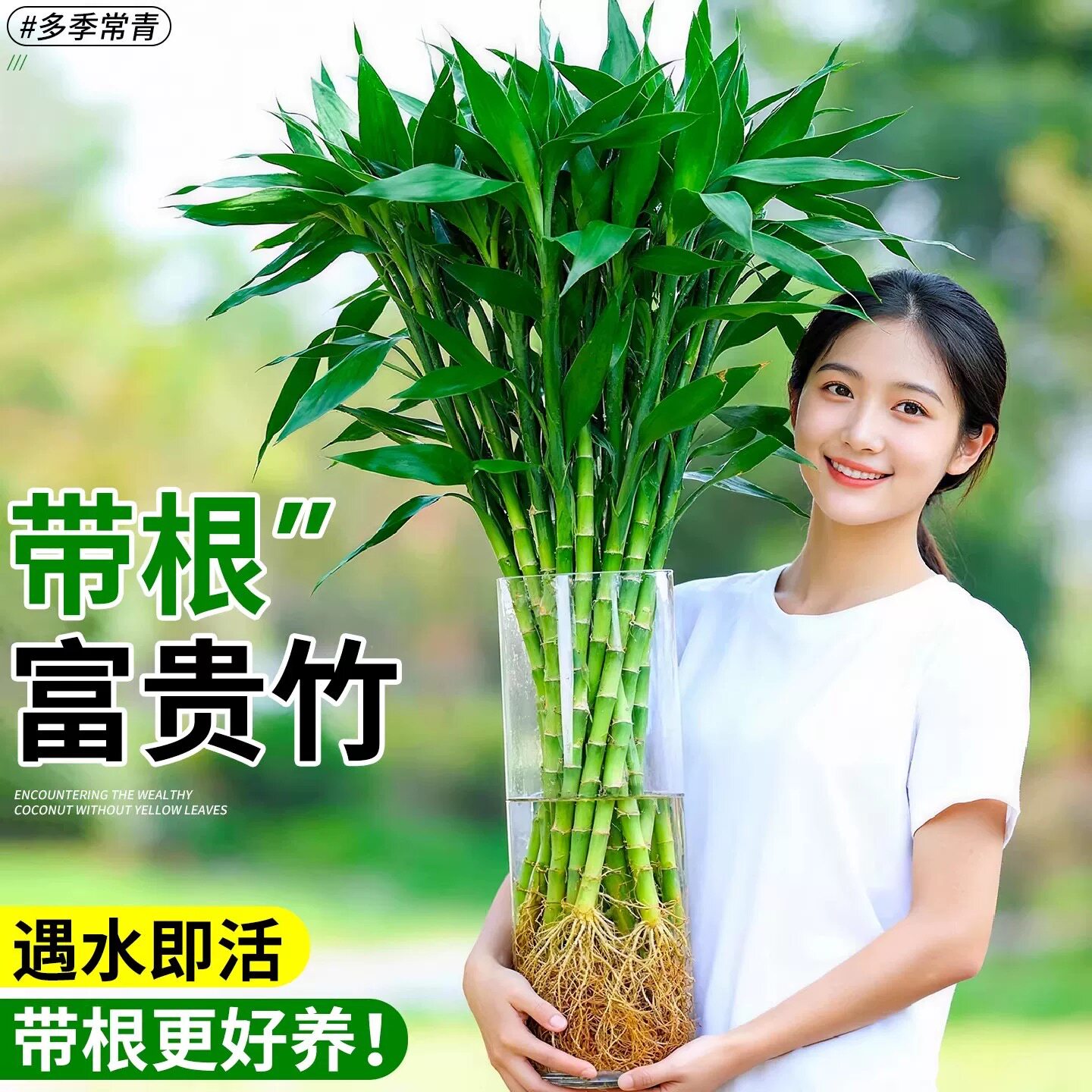粗杆带根富贵竹水培植物花水养客厅土养富贵竹粗竹绿植转运竹好养
