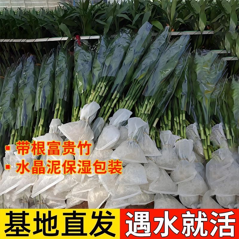 带根富贵竹水培植物水养水竹客厅室内发财招财盆栽绿萝绿植鲜花卉