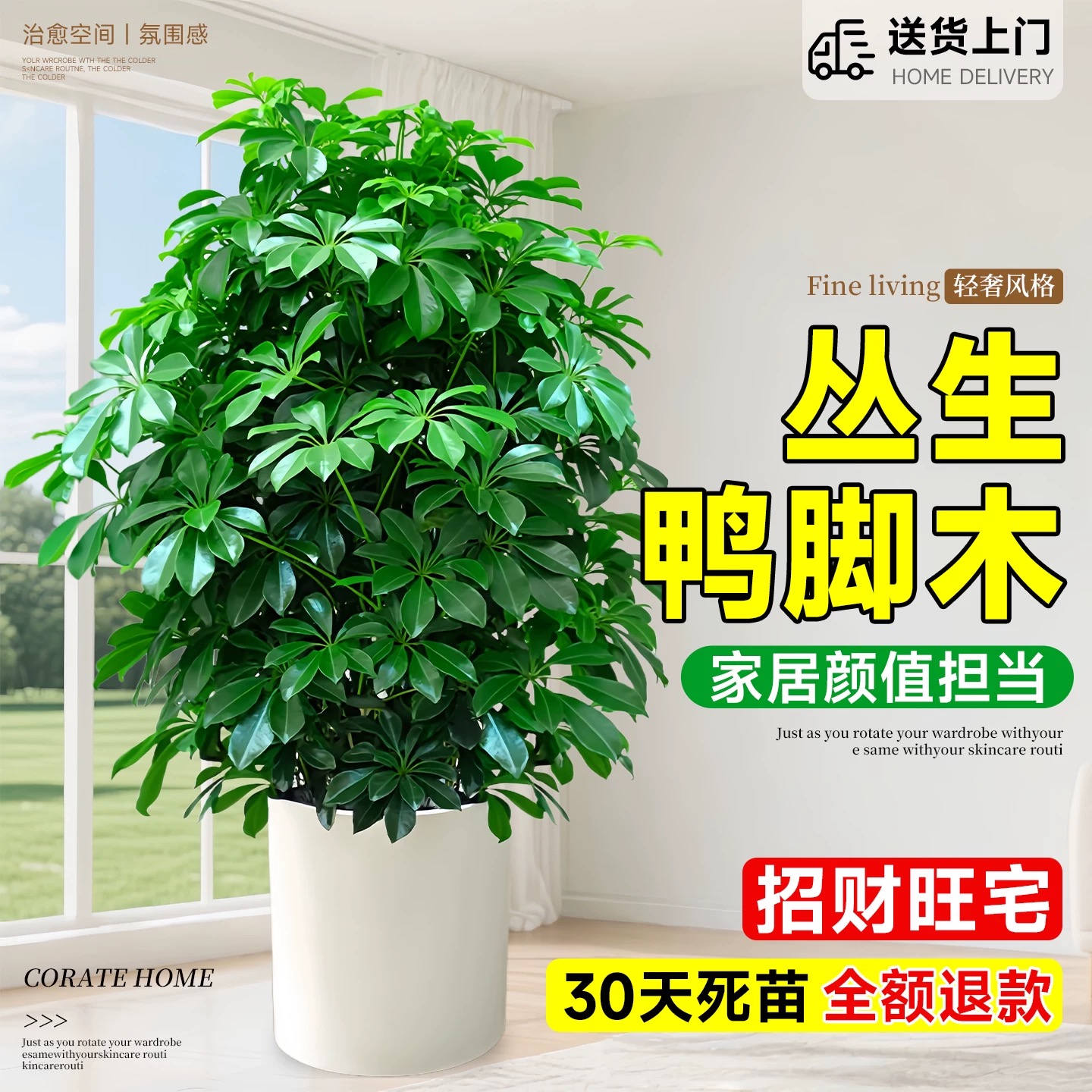 鸭脚木盆栽客厅大型绿植物八方来财室内掌木七叶莲发招财树苗盆景