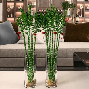 带根好富贵竹水培室内植物文昌竹转运竹子大型客厅四季常青水绿植