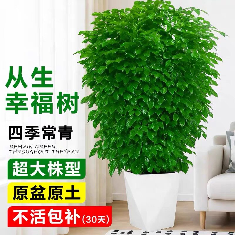 幸福树客厅盆栽大号平安树真绿植室内大型落地植物高级感摆件盆景