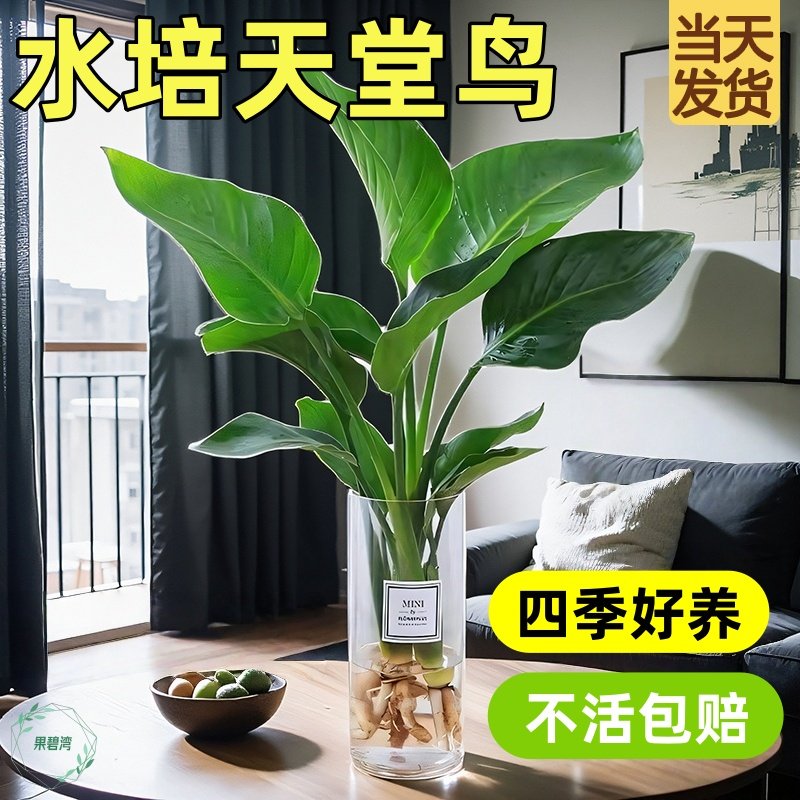 天堂鸟无土纯水培植物室内好养绿植水培水养易活桌面绿植四季常青