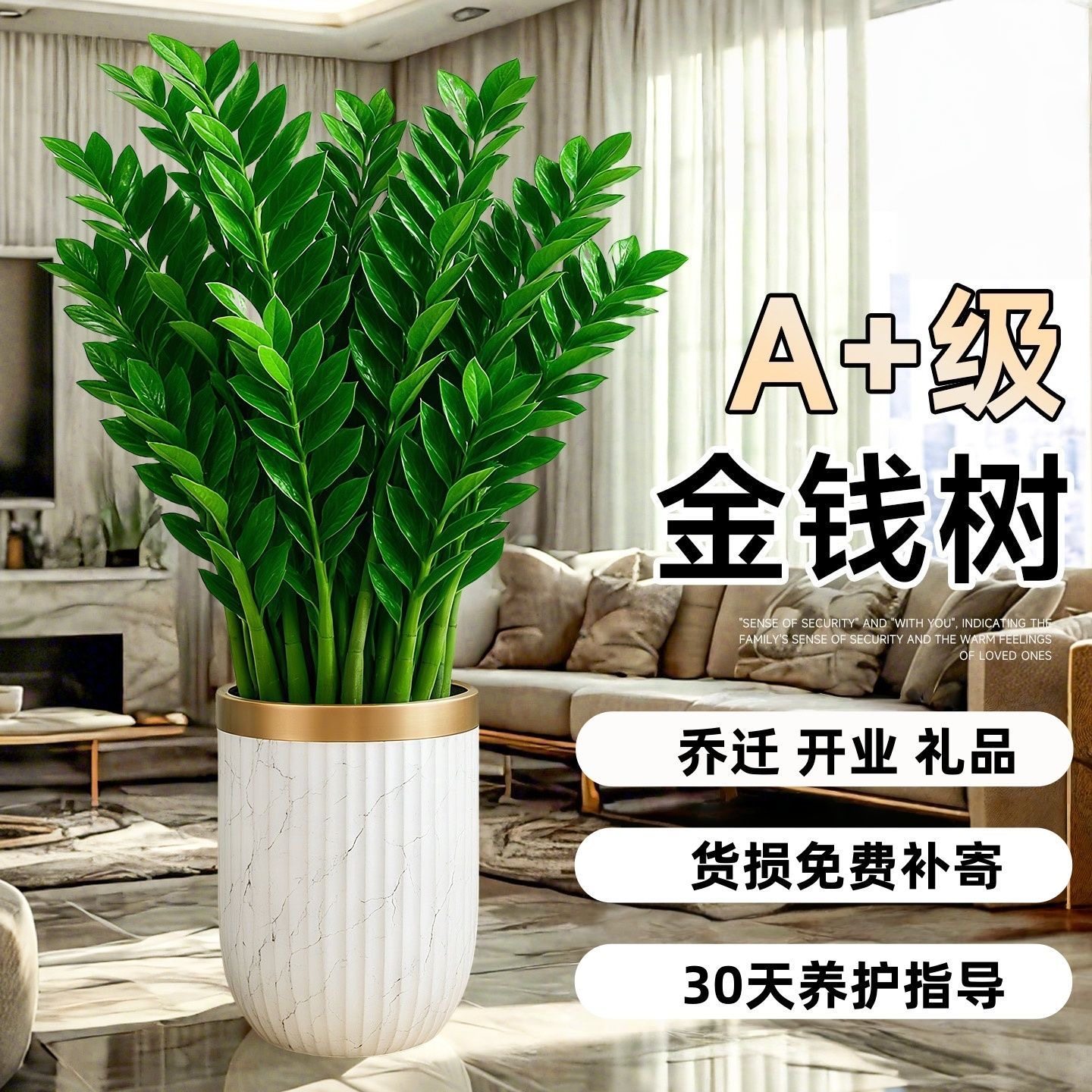 金钱树盆栽摇钱树花苗发财树花卉室内绿植客厅办公室桌面盆景好养