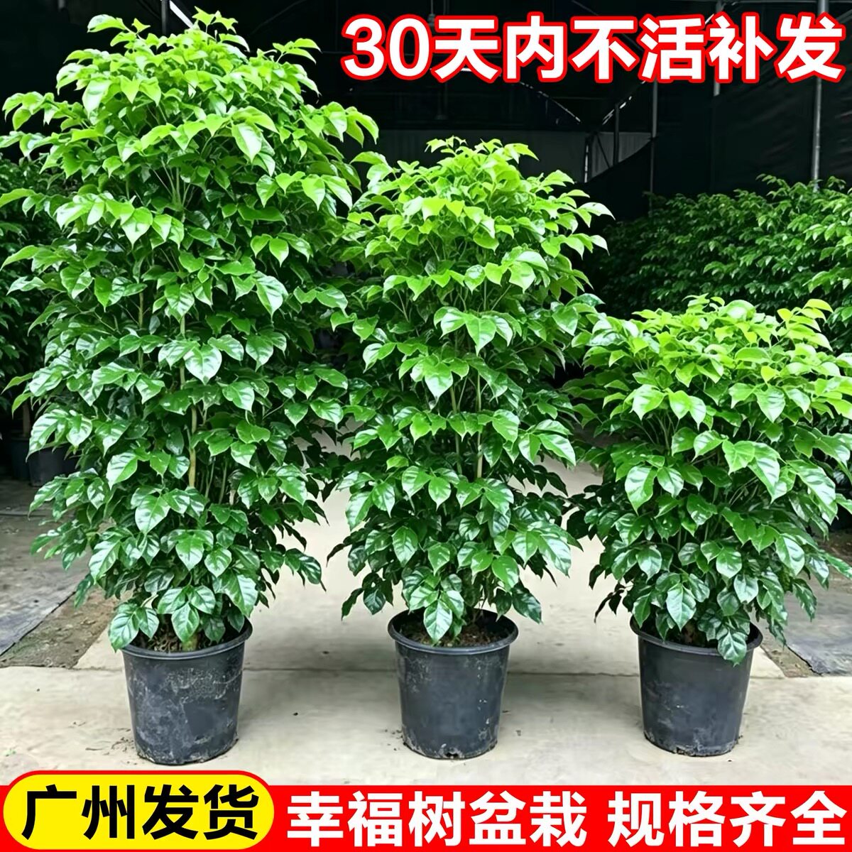幸福树客厅盆栽大型老桩盆景办公室内四季常青植物新家好养真绿植