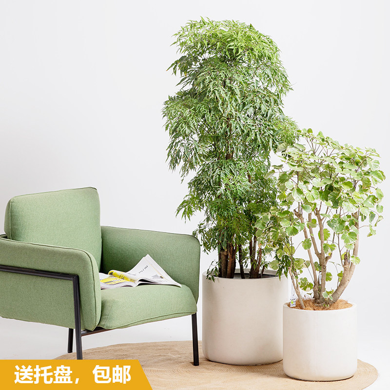 圆形水泥花盆北约风格现代简欧创意阳送客厅花卉绿植台托盘