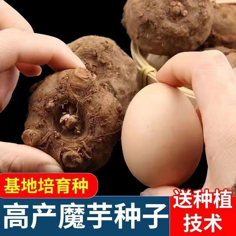 云南魔芋种子 高产新鲜魔芋种球1斤花魔芋种二代10-15个基地直发