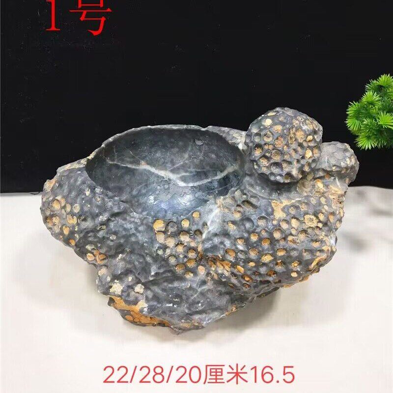 精品天然珊瑚虫化石小鱼  烟灰缸 小花盆摆聚宝盆缸奇石玉石 件