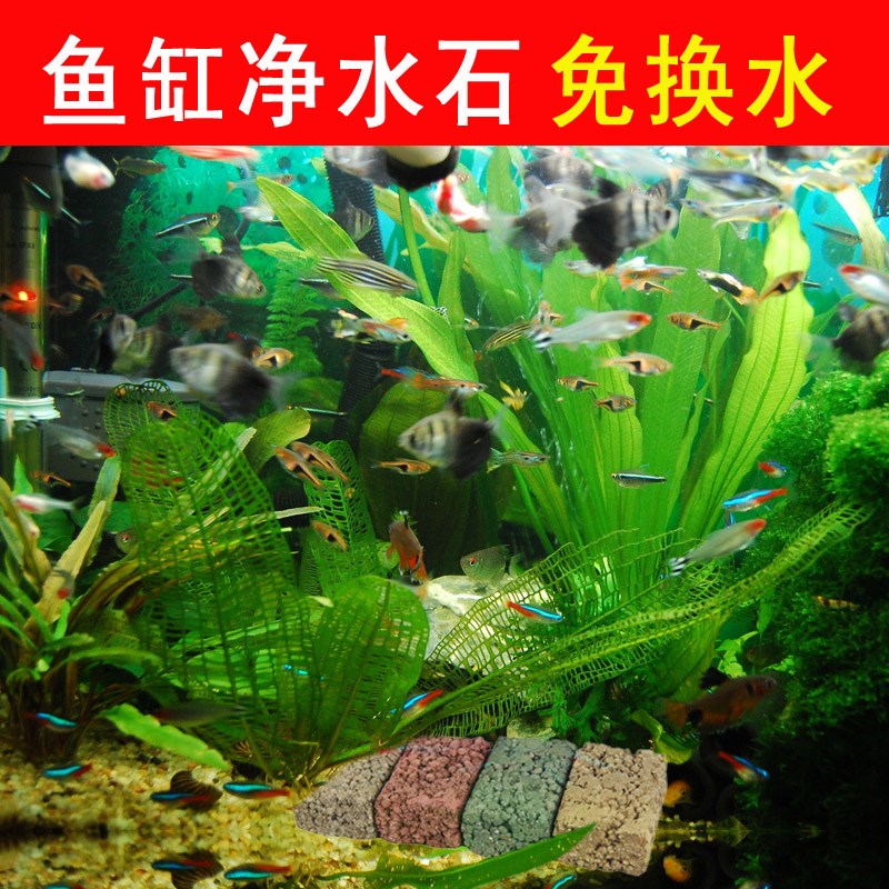 鱼缸净水石生物BB菌水族箱过滤材料硝化菌净化除臭免换水