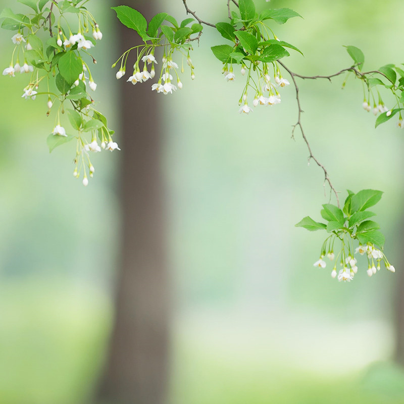 野茉莉St园rax安息香花y芳香花树盆乔苗多年生庭院小栽木别墅绿植