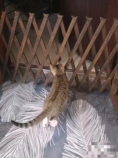 宠物围栏狗笼栅断拦狗隔栏阳台隔伸门可离缩栅栏门挡狗挡猫兔护栏