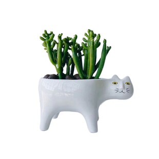 多肉珊物光棍树绿植瑚栽公室内创意猫咪花盆盆办绿植花卉防辐射