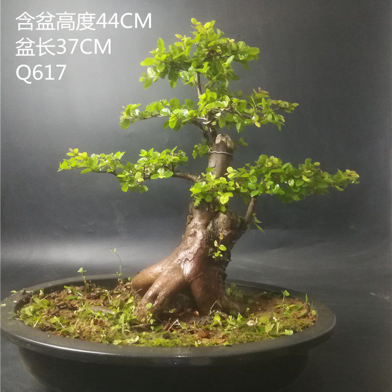 小叶红芽雀梅盆景 精品雀梅老桩面怪桩盆景桌栽小型盆  矮霸 阳台