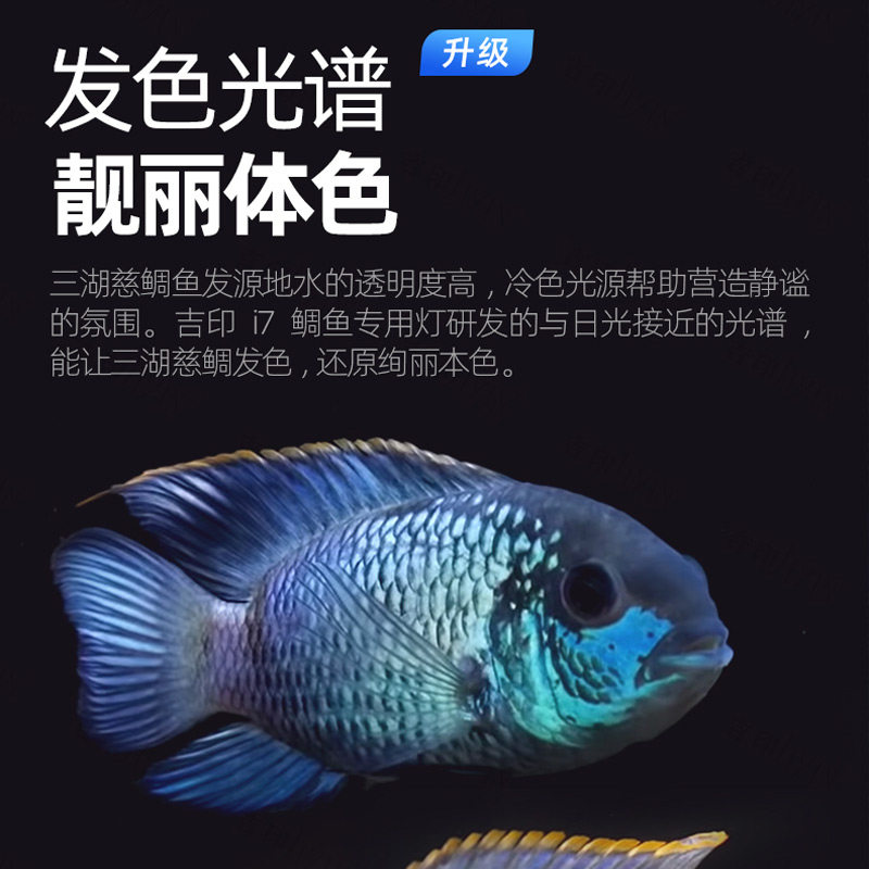海水F鲷T灯 三湖慈O鱼灯 发色灯蓝色增艳专水防业灯led灯