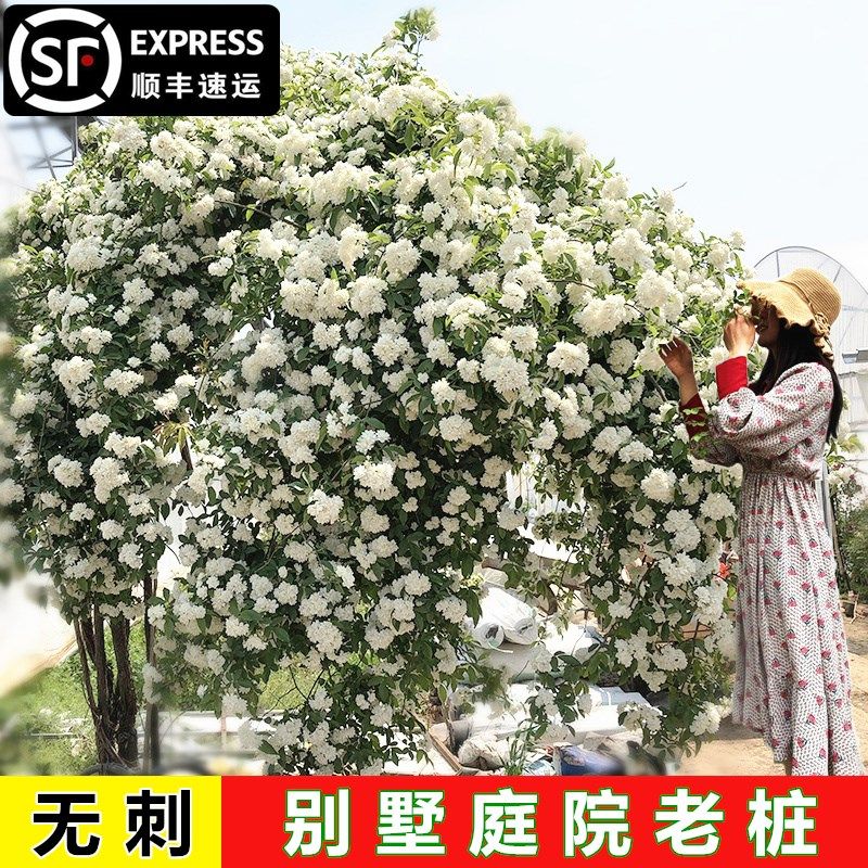 苗季红木香花香爬藤月季无刺带花蔷薇花浓香白黄木四别墅庭院老桩