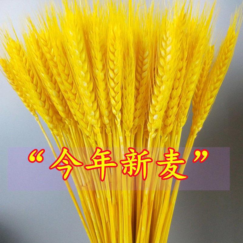 黄金大麦穗开业大麦厂家直销花束干花10000支价格
