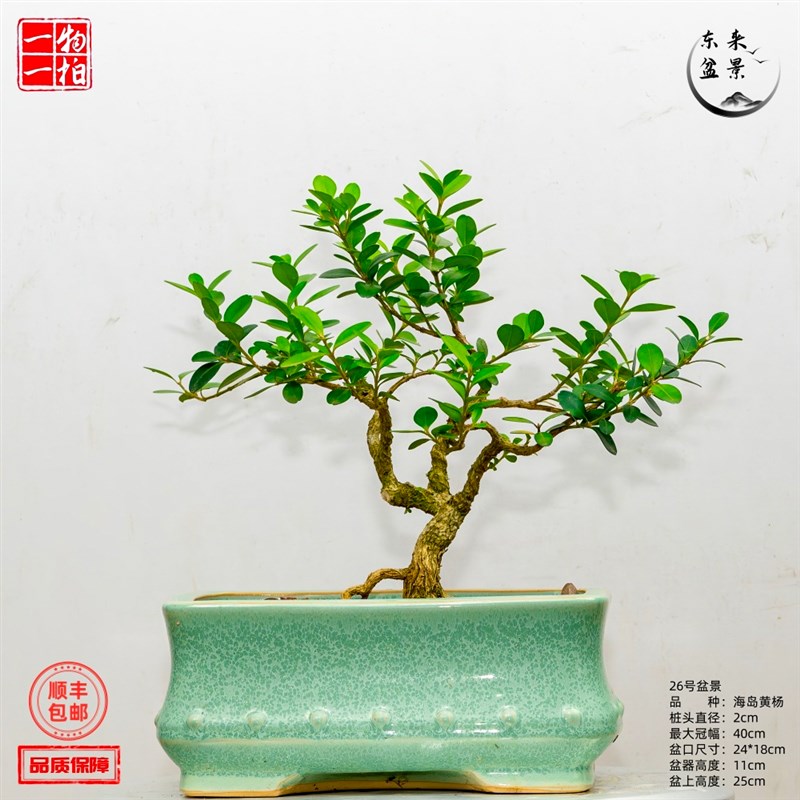 客精绿植黄杨栽叶瓜子海岛雀舌庭院造型树盆小提根盆景老桩厅品
