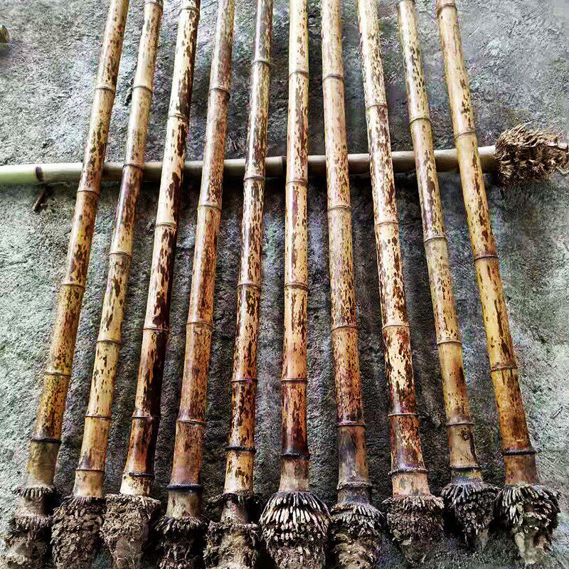 高档湘妃梅妃斑竹南箫料紫竹桂竹尺八料带根广桂虎皮芝麻梅鹿蝴蝶