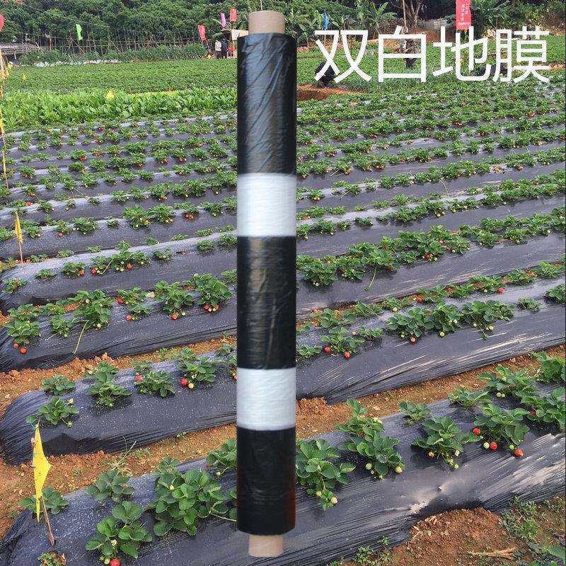 双白地膜农用黑白色地膜保温保湿除草专用薄膜果园蔬菜大棚用地膜