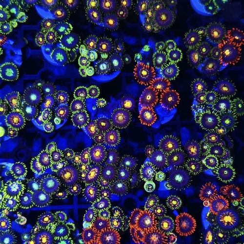 纽扣珊瑚人工新手长须鱼缸活的海水海缸大种生物拼盘观赏入门荧光