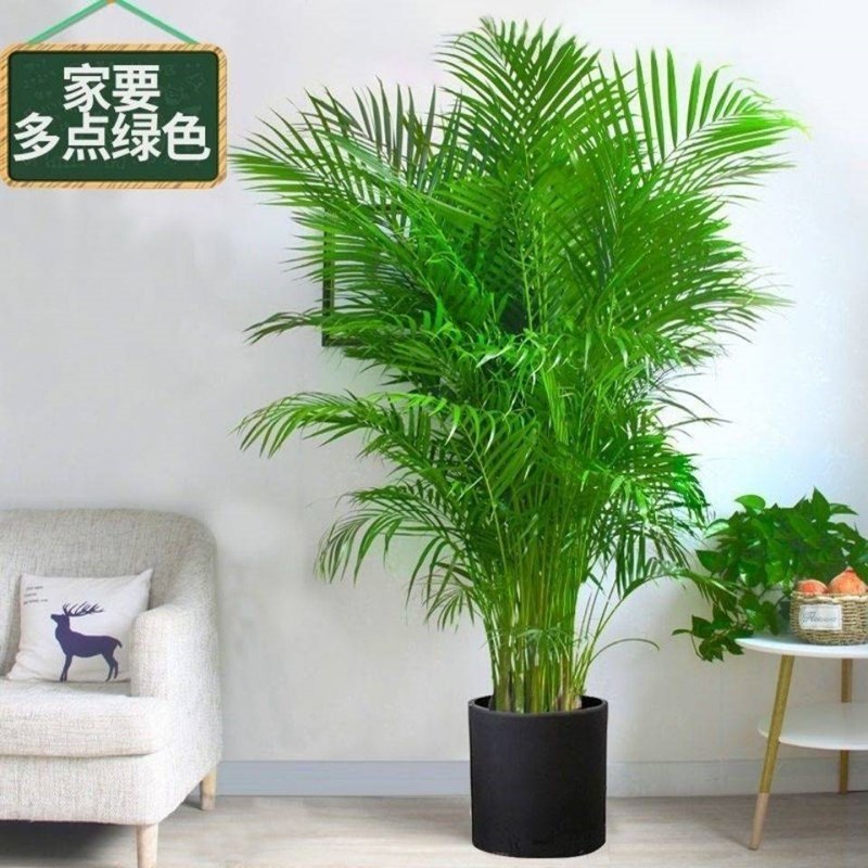 散尾葵植季盆子客厅富贵椰栽树凤尾竹大型绿植室内办公室四物常青