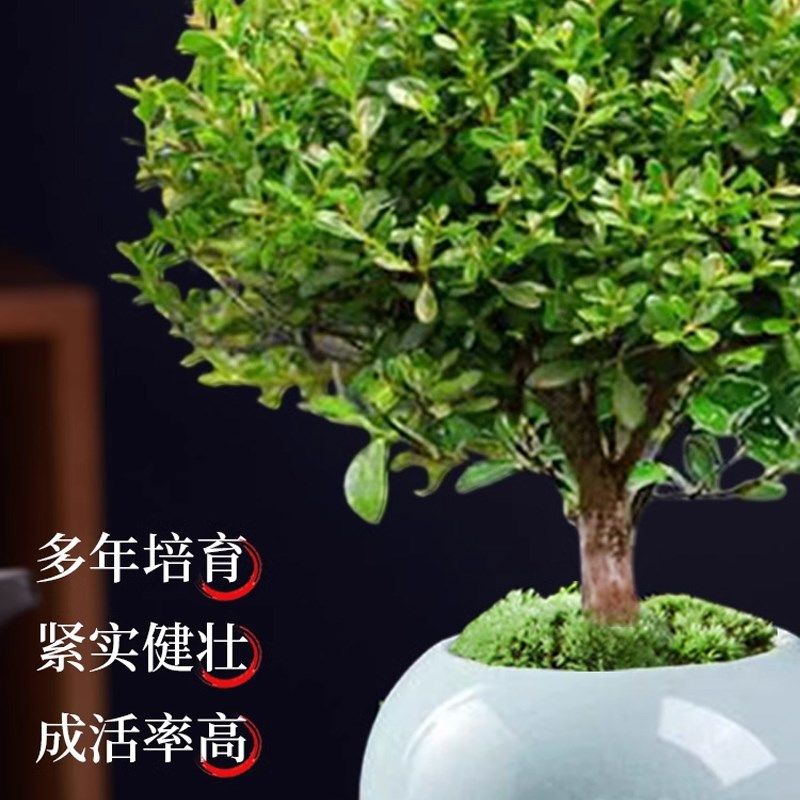 小叶赤楠老好苗紫檀微景观水培办公四室季桩养金丝楠木绿植