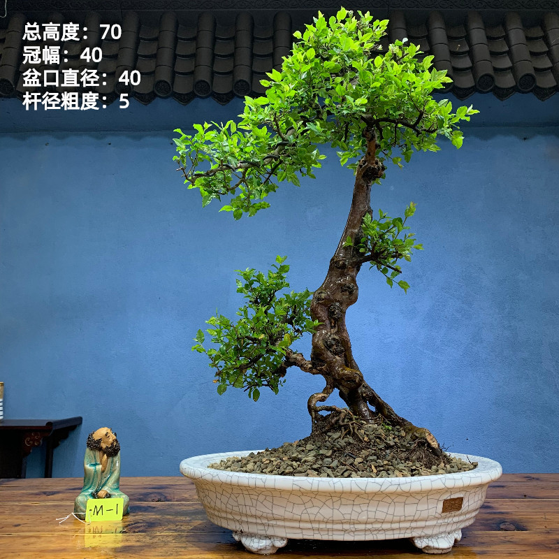 雀梅老桩雀梅矮霸雀梅盆景提根雀梅带盆包邮一物一拍四季常青植物