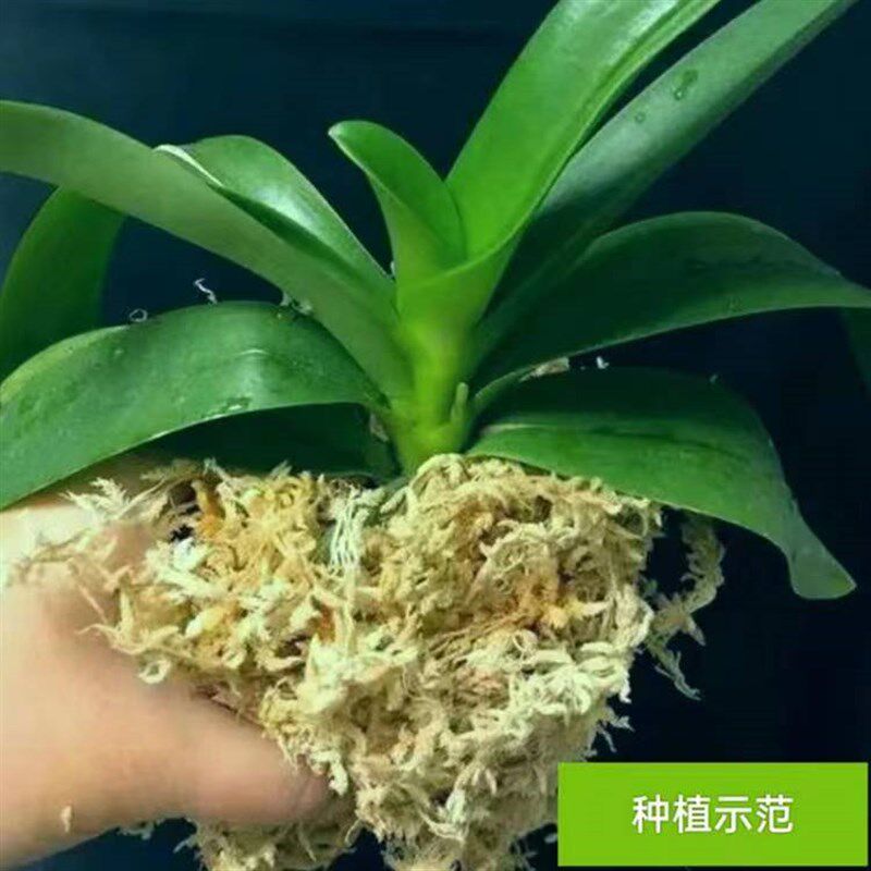优质水苔蝴专兰花用蝶营养土10kg保湿疏松透气蛇乌龟仓鼠垫料