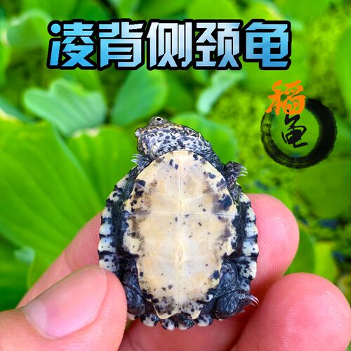 凌背颈侧龟锯齿侧赏龟西非好养互动性强深水鱼缸吃便观颈长颈乌龟