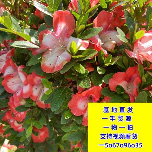 红花继木罗汉松黑松赤楠紫薇杜鹃栀子花金玉满堂构骨雀梅景观绿植