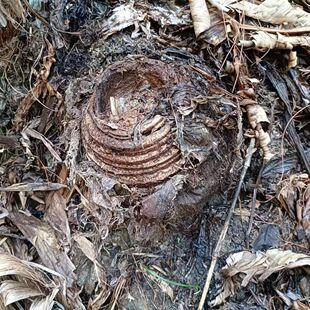 现挖新鲜芭蕉根头芭蕉头芭蕉树根芭蕉树头室内药食同源