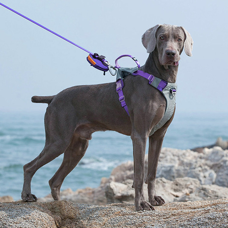 宠物防爆冲胸背带杜宾魏玛犬拉布拉多金毛牵引带可提拉背心式遛狗