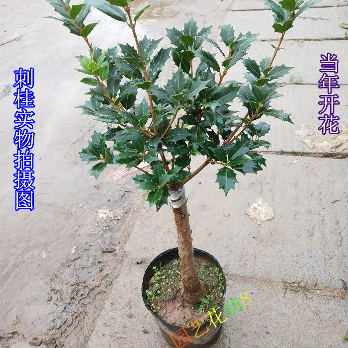 刺桂树苗 刺桂盆栽 刺桂苗 刺桂花苗 金边刺桂树苗 盆栽刺桂树苗