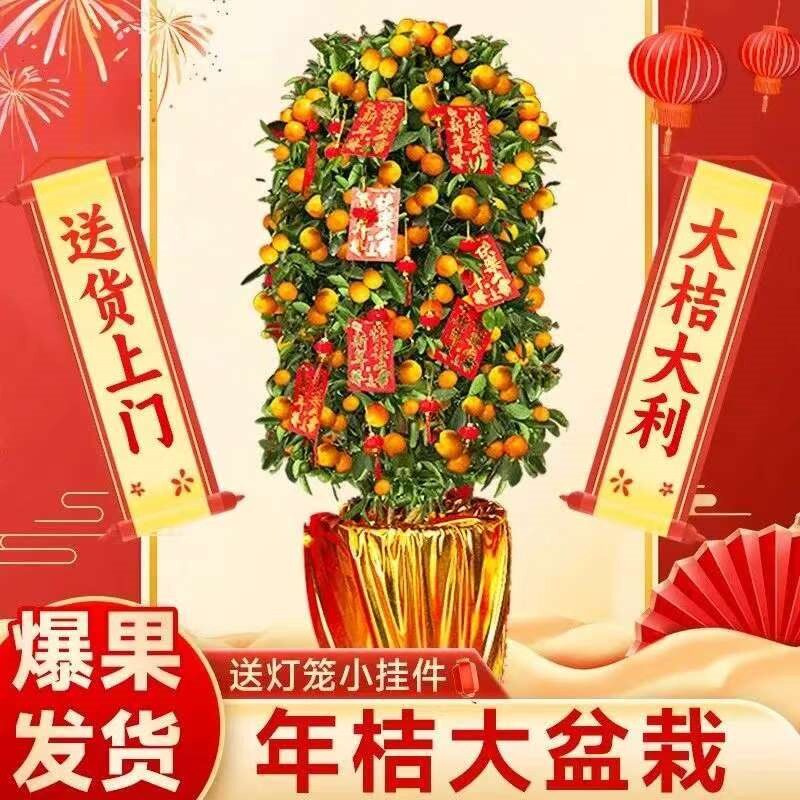 大型金桔树盆栽带果四季桔子树盆景植物室内客厅新年橘子树年桔树